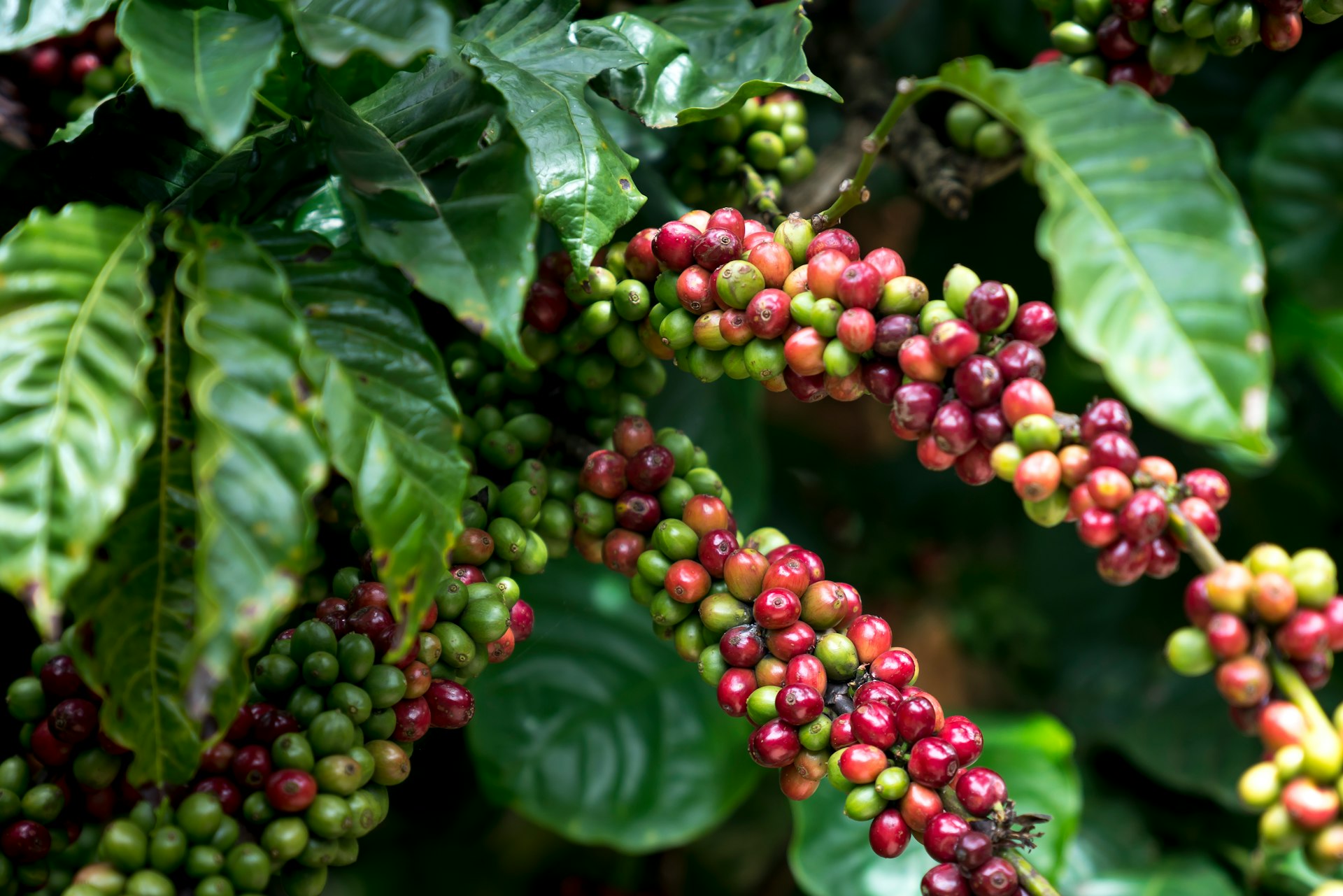 a bunch of coffee beans hanging from a tree